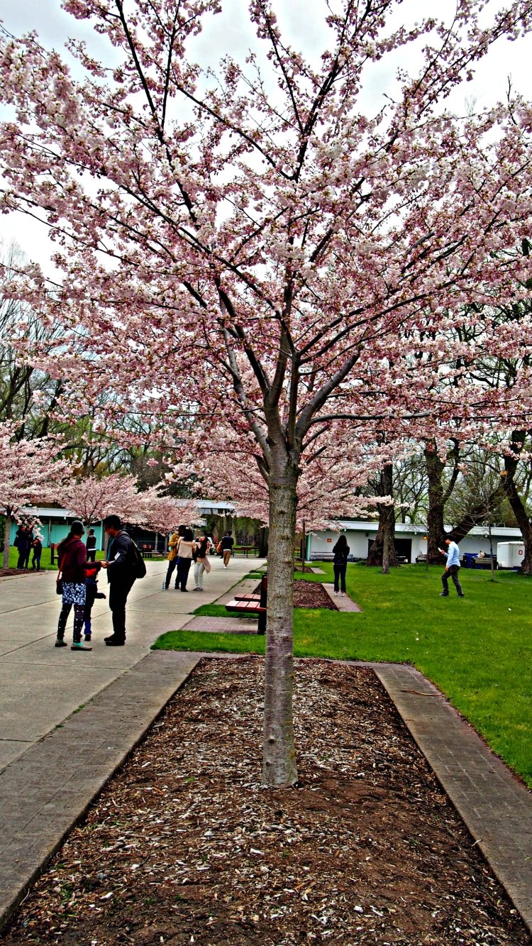 Toronto Islands Toronto Islands