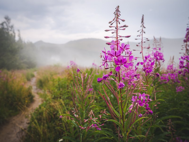 Góry Mountains Bieszczady Aga Out Of Office