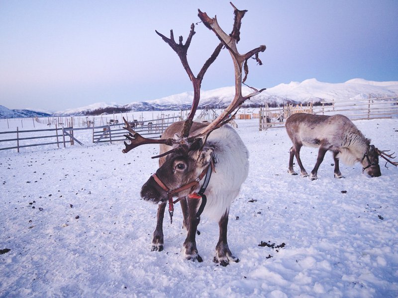 Polowanie na zorze chasing the northern lights Tromso Norwegia Norway Renifer Reindeer Aga Out Of Office