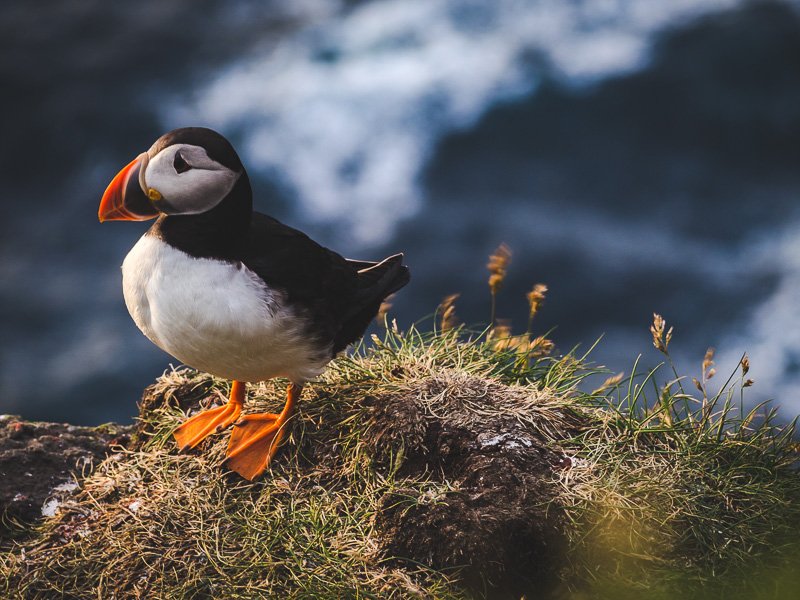 Wyspy Owcze Faroe Islands Puffin Aga Out Of Office