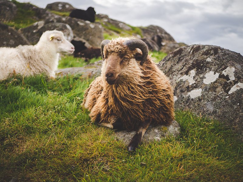 Wyspy Owcze OwcaFaroe Islands Sheep Aga Out Of Office
